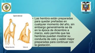 Ecuador
• Las hembra están preparadas
para quedar preñadas en
cualquier momento del año, sin
embargo generalmente se da
en la época de diciembre a
marzo, esto permite que las
hembras puedan mostrar su
conducta de celo y estén mejor
preparadas para continuar con
la gestación.
 