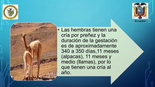 Ecuador
• Las hembras tienen una
cría por preñez y la
duración de la gestación
es de aproximadamente
340 a 350 días,11 meses
(alpacas), 11 meses y
medio (llamas), por lo
que tienen una cría al
año.
 