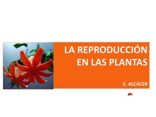 LA REPRODUCCIÓN
EN LAS PLANTAS
E. ALCÁCER
 