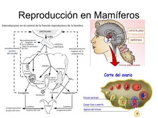 Reproducción en Mamíferos

 