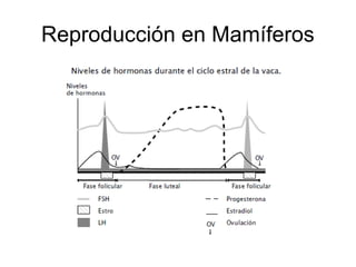 Reproducción en Mamíferos

 