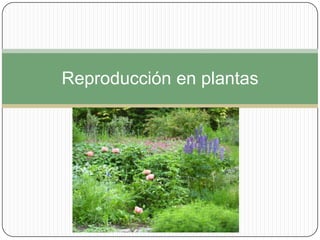 Reproducción en plantas

 