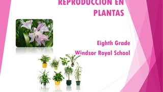 REPRODUCCIÓN EN
PLANTAS
Eighth Grade
Windsor Royal School

 