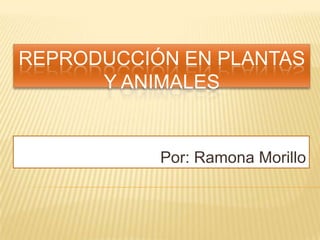 REPRODUCCIÓN EN PLANTAS
      Y ANIMALES


           Por: Ramona Morillo
 