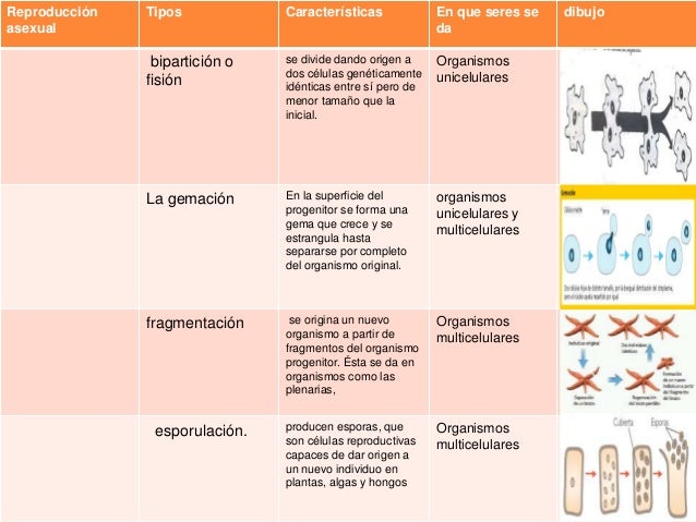 Reproducción en seres vivos biologia