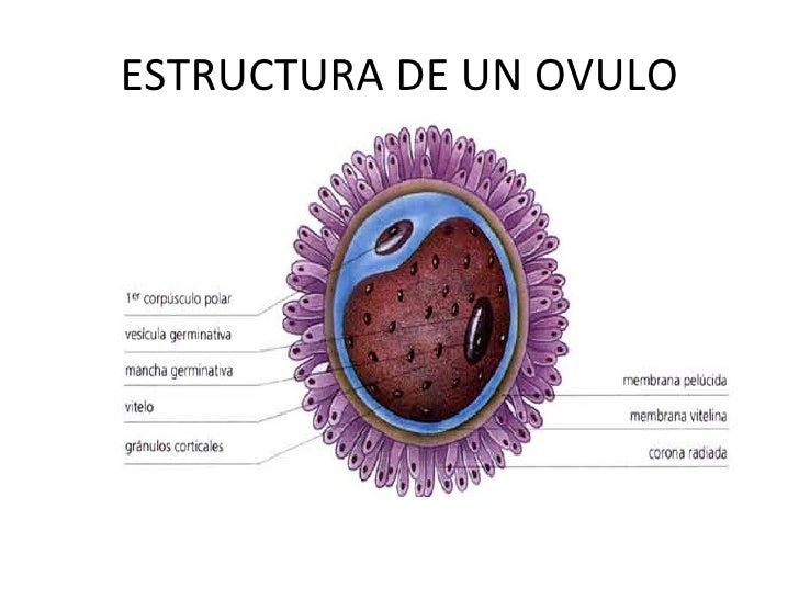 Reproducción humana