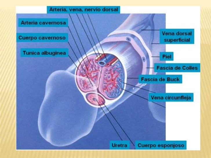 rxharun.com/artery vain of panis