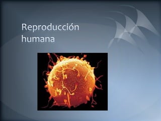 Reproducción humana 