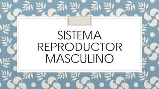 SISTEMA
REPRODUCTOR
MASCULINO
 