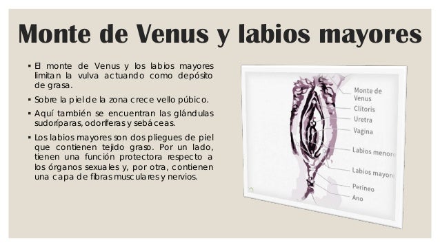 Abscesos En El Monte De Venus
