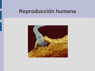 Reproducción humana
 