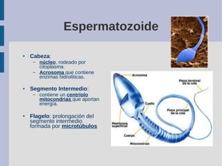 Espermatozoide
● Cabeza:
– núcleo, rodeado por
citoplasma.
– Acrosoma que contiene
enzimas hidrolíticas.
● Segmento Interm...