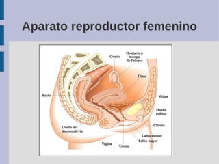 Aparato reproductor femenino
 
