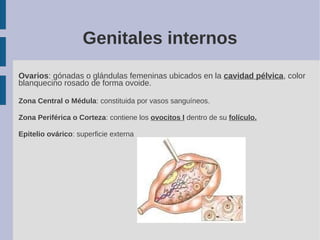 Genitales internos
Ovarios: gónadas o glándulas femeninas ubicados en la cavidad pélvica, color
blanquecino rosado de form...