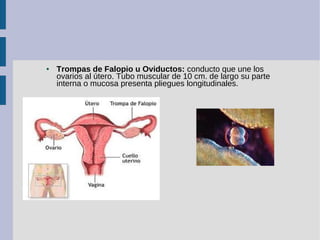 ● Trompas de Falopio u Oviductos: conducto que une los
ovarios al útero. Tubo muscular de 10 cm. de largo su parte
interna...