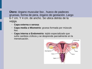 Útero: órgano muscular liso , hueco de padeces
gruesas, forma de pera, órgano de gestación. Largo
6-7 cm. Y 4 cm. de ancho...