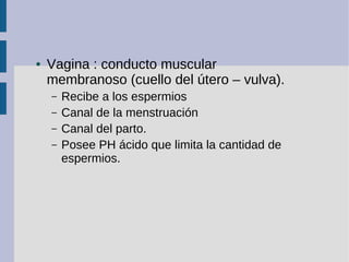 ● Vagina : conducto muscular
membranoso (cuello del útero – vulva).
– Recibe a los espermios
– Canal de la menstruación
– ...