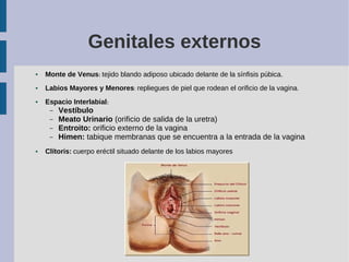 Genitales externos
● Monte de Venus: tejido blando adiposo ubicado delante de la sínfisis púbica.
● Labios Mayores y Menor...