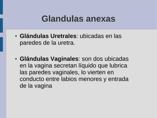 Glandulas anexas
● Glándulas Uretrales: ubicadas en las
paredes de la uretra.
● Glándulas Vaginales: son dos ubicadas
en l...