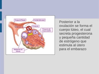 Posterior a la
ovulación se forma el
cuerpo lúteo, el cual
secreta progesterona
y pequeña cantidad
de estrógeno que
estimu...