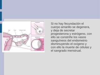 Si no hay fecundación el
cuerpo amarillo se degenera,
y deja de secretar
progesterona y estrógeno, con
ello se constriñe l...