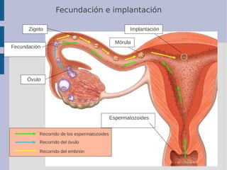 Fecundación e implantación
Recorrido de los espermatozoides
Recorrido del óvulo
Recorrido del embrión
Mórula
Zigoto
Óvulo
...