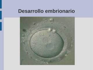 Desarrollo embrionario
 