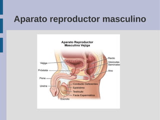 Aparato reproductor masculino
 