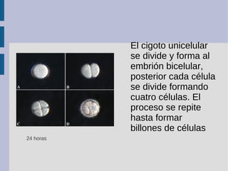 El cigoto unicelular
se divide y forma al
embrión bicelular,
posterior cada célula
se divide formando
cuatro células. El
p...