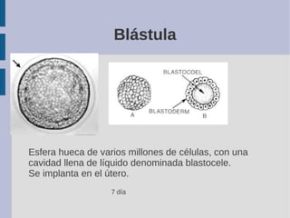 Blástula
Esfera hueca de varios millones de células, con una
cavidad llena de líquido denominada blastocele.
Se implanta e...