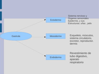 Gastrula
Ectodermo
Sistema nervioso y
Órganos sensoriales
Epidermis, y sus
Estructuras: uñas , pelo
Esqueleto, músculos,
s...