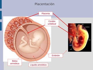 Placentación
Bolsa
amniótica
Embrión
Líquido amniótico
Cordón
umbilical
Placenta
 