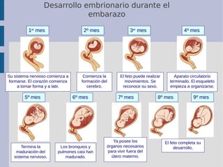 Desarrollo embrionario durante el
embarazo
1er
mes 3er
mes2º mes 4º mes
5º mes 6º mes 7º mes 8º mes 9º mes
El feto complet...