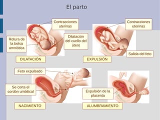 El parto
DILATACIÓN EXPULSIÓN
NACIMIENTO ALUMBRAMIENTO
Contracciones
uterinas
Rotura de
la bolsa
amniótica
Dilatación
del ...