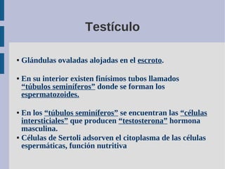 Testículo
● Glándulas ovaladas alojadas en el escroto.
● En su interior existen finísimos tubos llamados
“túbulos seminífe...