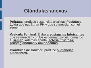 Próstata: produce sustancias alcalinas Fosfatasa
ácida que equilibran PH y que se mezclan con el
semen.
Vesícula Seminal: ...