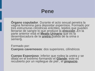 Pene
Órgano copulador. Durante el acto sexual penetra la
vagina femenina para depositar espermios. Formado por
tres estruc...