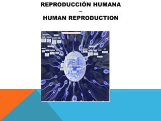 REPRODUCCIÓN HUMANA
–
HUMAN REPRODUCTION

 