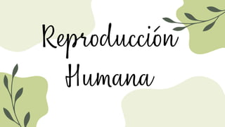 Reproducción
Humana
 