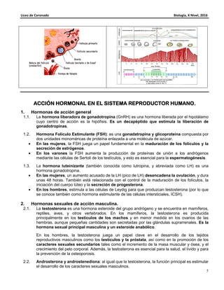 Liceo de Coronado Biología, X Nivel, 2016
5
ACCIÓN HORMONAL EN EL SISTEMA REPRODUCTORACCIÓN HORMONAL EN EL SISTEMA REPRODUCTORACCIÓN HORMONAL EN EL SISTEMA REPRODUCTORACCIÓN HORMONAL EN EL SISTEMA REPRODUCTOR HUMANO.HUMANO.HUMANO.HUMANO.
1. Hormonas de acción general
1.1. La hormona liberadora de gonadotropina (GnRH) es una hormona liberada por el hipotálamo
cuyo centro de acción es la hipófisis. Es un decapéptido que estimula la liberación de
gonadotropinas.
1.2. Hormona Folículo Estimulante (FSH): es una gonadatropina y glicoproteína compuesta por
dos unidades monoméricas de proteína enlazada a una molécula de azúcar.
• En las mujeres, la FSH juega un papel fundamental en la maduración de los folículos y la
secreción de estrógenos.
• En los varones la FSH aumenta la producción de proteínas de unión a los andrógenos
mediante las células de Sertoli de los testículos, y esto es esencial para la espermatogénesis.
1.3. La hormona luteinizante (también conocida como lutropina, y abreviada como LH) es una
hormona gonadotropina.
• En las mujeres, un aumento acusado de la LH (pico de LH) desencadena la ovulación, y dura
unas 48 horas. También está relacionada con el control de la maduración de los folículos, la
iniciación del cuerpo lúteo y la secreción de progesterona.
• En los hombres, estimula a las células de Leydig para que produzcan testosterona (por lo que
se conoce también como hormona estimulante de las células intersticiales, ICSH).
2. Hormonas sexuales de acción masculina.
2.1. La testosterona es una hormona esteroide del grupo andrógeno y se encuentra en mamíferos,
reptiles, aves, y otros vertebrados. En los mamíferos, la testosterona es producida
principalmente en los testículos de los machos y en menor medida en los ovarios de las
hembras, aunque pequeñas cantidades son secretadas por las glándulas suprarrenales. Es la
hormona sexual principal masculina y un esteroide anabólico.
En los hombres, la testosterona juega un papel clave en el desarrollo de los tejidos
reproductivos masculinos como los testículos y la próstata, así como en la promoción de los
caracteres sexuales secundarios tales como el incremento de la masa muscular y ósea, y el
crecimiento del pelo corporal. Además, la testosterona es esencial para la salud, el lívido y para
la prevención de la osteoporosis.
2.2. Androsterona y androstenediona: al igual que la testosterona, la función principal es estimular
el desarrollo de los caracteres sexuales masculinos.
 