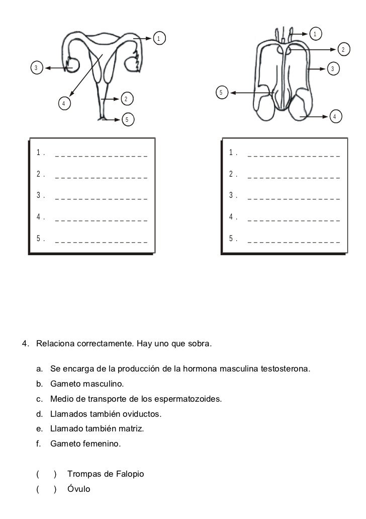 Reproducción humana aplic