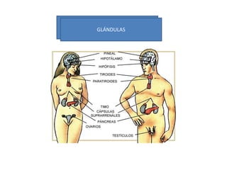 GLÁNDULAS
 