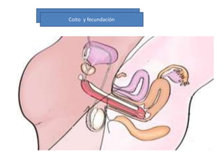 .
Coito y fecundación
 