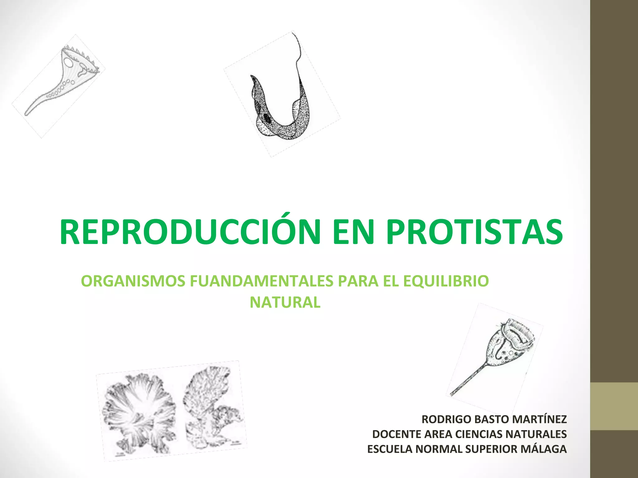 Reproducción organismos del reino protista | PPT