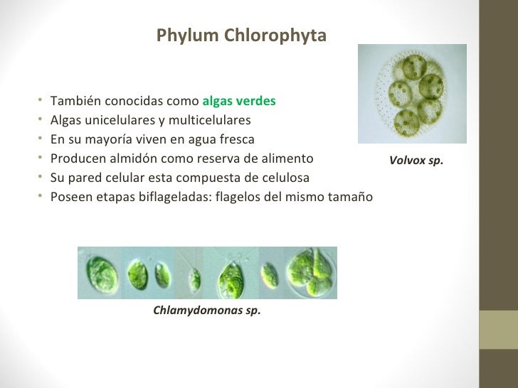 Reproducción organismos del reino protista Reproducción organismos del reino protista