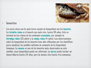 •

Insectos

•

Los seres vivos con la más breve escala de longevidad son los insectos.
La termita reina es el insecto que más vive, hasta 50 años. Esto es
normal en las reinas de los animales eusociales, por ejemplo la
hormiga reina (20 años) y la abeja reina (4 años). Las observaciones
sobre la longevidad de los insectos han sido utilizadas por los científicos
para analizar los posibles métodos de aumento de la longevidad
humana. La mosca es uno de los insectos más observados en este
sentido, cuya longevidad puede ser alterada. La larva puede tardar en
desarrollarse hasta 24 días, pero la mosca vive hasta tres semanas.

 
