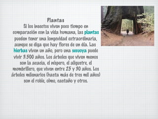 Plantas
Si los insectos viven poco tiempo en
comparación con la vida humana, las plantas
pueden tener una longevidad extraordinaria,
aunque se diga que hay flores de un día. Las
hierbas viven un año, pero una secuoya puede
vivir 3.500 años. Los árboles que viven menos
son la acacia, el níspero, el aligustre, el
membrillero, que viven entre 25 y 30 años. Los
árboles milenarios (hasta más de tres mil años)
son el roble, olmo, castaño y otros.

 
