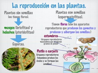 La reproducción en las plantas.
(no tienen flores).

Plantas con semillas
(espermatofitas).

musgos (briofitas) y
helechos (pteridofitas)

Tienen flores (son los aparatos
reproductores que producen los gametos y
producen y albergan las semillas.)

Plantas sin semillas

Esporas.

estambres

(órganos reproductores
masculinos.que producen
granos de polen)

Pistilo o carpeto

(órganos reproductores
femeninos produce los
óvulos y se forman las
semillas)

 