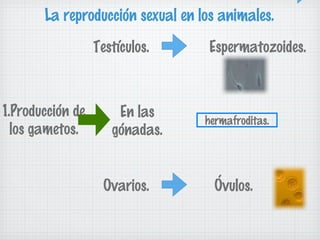 La reproducción sexual en los animales.
Testículos.

1.Producción de
los gametos.

En las
gónadas.
Ovarios.

Espermatozoides.

hermafroditas.

Óvulos.

 