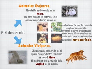Animales Ovíparos.
El embrión se desarrolla de un
huevo,
que está aislado del exterior. En el
aparato reproductor femenino.

cuando el embrión sale del huevo sin
completar su desarrollo,
en forma de larva, diferente a la
forma adulta. Para completar su
desarrollo sufre unas transformacione
denominadas metamorfosis .

3. El desarrollo.
Animales Vivíparos.

El embrión se desarrolla en el
aparato reproductor femenino,
dentro del útero.
El nacimiento es a través de la
vagina de la madre.

 